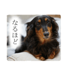 愛犬ラッシュ君のきもち ～写真スタンプ～（個別スタンプ：5）