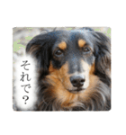愛犬ラッシュ君のきもち ～写真スタンプ～（個別スタンプ：7）