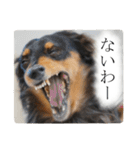 愛犬ラッシュ君のきもち ～写真スタンプ～（個別スタンプ：8）