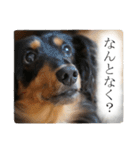 愛犬ラッシュ君のきもち ～写真スタンプ～（個別スタンプ：9）