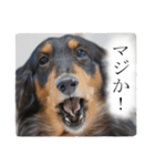 愛犬ラッシュ君のきもち ～写真スタンプ～（個別スタンプ：10）