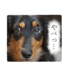 愛犬ラッシュ君のきもち ～写真スタンプ～（個別スタンプ：11）