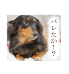 愛犬ラッシュ君のきもち ～写真スタンプ～（個別スタンプ：12）