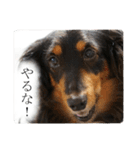 愛犬ラッシュ君のきもち ～写真スタンプ～（個別スタンプ：13）
