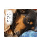 愛犬ラッシュ君のきもち ～写真スタンプ～（個別スタンプ：15）