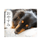 愛犬ラッシュ君のきもち ～写真スタンプ～（個別スタンプ：16）