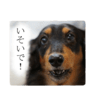 愛犬ラッシュ君のきもち ～写真スタンプ～（個別スタンプ：17）