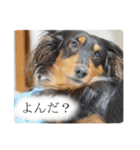 愛犬ラッシュ君のきもち ～写真スタンプ～（個別スタンプ：18）