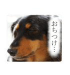 愛犬ラッシュ君のきもち ～写真スタンプ～（個別スタンプ：19）