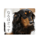 愛犬ラッシュ君のきもち ～写真スタンプ～（個別スタンプ：21）