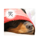 愛犬ラッシュ君のきもち ～写真スタンプ～（個別スタンプ：23）