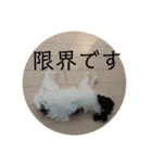 コイト君（個別スタンプ：22）