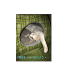 そら＆とわふぁみりー①（個別スタンプ：11）