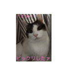 そら＆とわふぁみりー①（個別スタンプ：13）