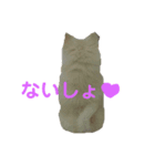 ポメのみるくちゃん（個別スタンプ：4）