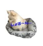 ポメのみるくちゃん（個別スタンプ：6）
