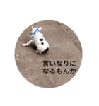 ふれたにちゃびぞう（個別スタンプ：15）