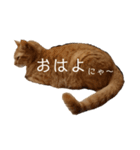 茶トラの一日  猫  ネコ にゃんこ ねこ（個別スタンプ：1）