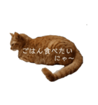 茶トラの一日  猫  ネコ にゃんこ ねこ（個別スタンプ：2）