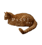 茶トラの一日  猫  ネコ にゃんこ ねこ（個別スタンプ：3）