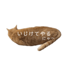 茶トラの一日  猫  ネコ にゃんこ ねこ（個別スタンプ：4）