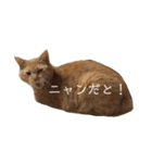 茶トラの一日  猫  ネコ にゃんこ ねこ（個別スタンプ：5）