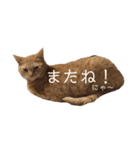 茶トラの一日  猫  ネコ にゃんこ ねこ（個別スタンプ：6）