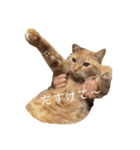 茶トラの一日  猫  ネコ にゃんこ ねこ（個別スタンプ：7）