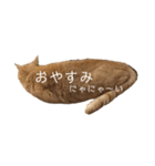 茶トラの一日  猫  ネコ にゃんこ ねこ（個別スタンプ：8）