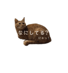 茶トラの一日  猫  ネコ にゃんこ ねこ（個別スタンプ：9）