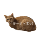 茶トラの一日  猫  ネコ にゃんこ ねこ（個別スタンプ：10）