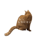茶トラの一日  猫  ネコ にゃんこ ねこ（個別スタンプ：11）