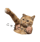 茶トラの一日  猫  ネコ にゃんこ ねこ（個別スタンプ：13）