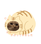 茶トラの一日  猫  ネコ にゃんこ ねこ（個別スタンプ：14）