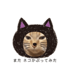 茶トラの一日  猫  ネコ にゃんこ ねこ（個別スタンプ：15）