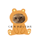 茶トラの一日  猫  ネコ にゃんこ ねこ（個別スタンプ：16）