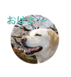 おちゃろの毎日（個別スタンプ：1）