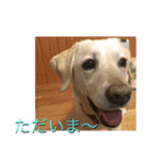 おちゃろの毎日（個別スタンプ：16）