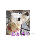 おちゃろの毎日（個別スタンプ：17）