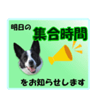 ボーダーコリーの連絡用スタンプ（個別スタンプ：1）