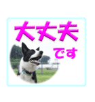 ボーダーコリーの連絡用スタンプ（個別スタンプ：2）