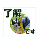 ボーダーコリーの連絡用スタンプ（個別スタンプ：3）