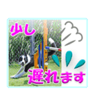 ボーダーコリーの連絡用スタンプ（個別スタンプ：5）