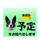 ボーダーコリーの連絡用スタンプ（個別スタンプ：6）