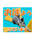 ボーダーコリーの連絡用スタンプ（個別スタンプ：7）