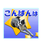 ボーダーコリーの連絡用スタンプ（個別スタンプ：8）