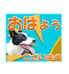 ボーダーコリーの連絡用スタンプ（個別スタンプ：10）