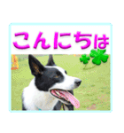ボーダーコリーの連絡用スタンプ（個別スタンプ：11）