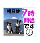 ボーダーコリーの連絡用スタンプ（個別スタンプ：12）
