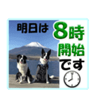 ボーダーコリーの連絡用スタンプ（個別スタンプ：13）